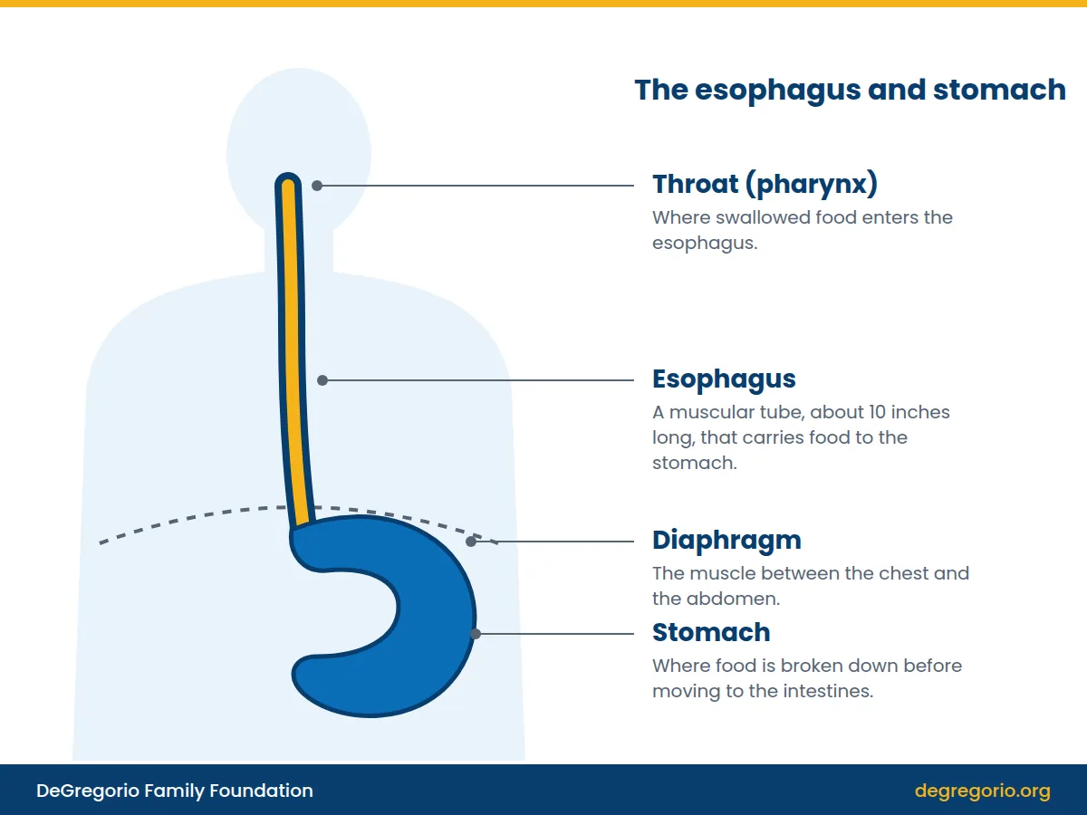 Illustration of the esophagus running from the throat, through the diaphragm, to the stomach