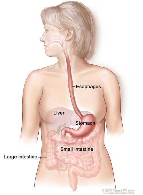 Diagram of the esophagus and stomach