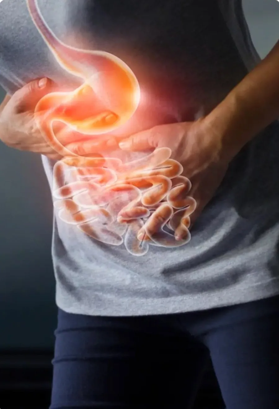 Illustration of the stomach and digestive system highlighting where stomach cancer develops